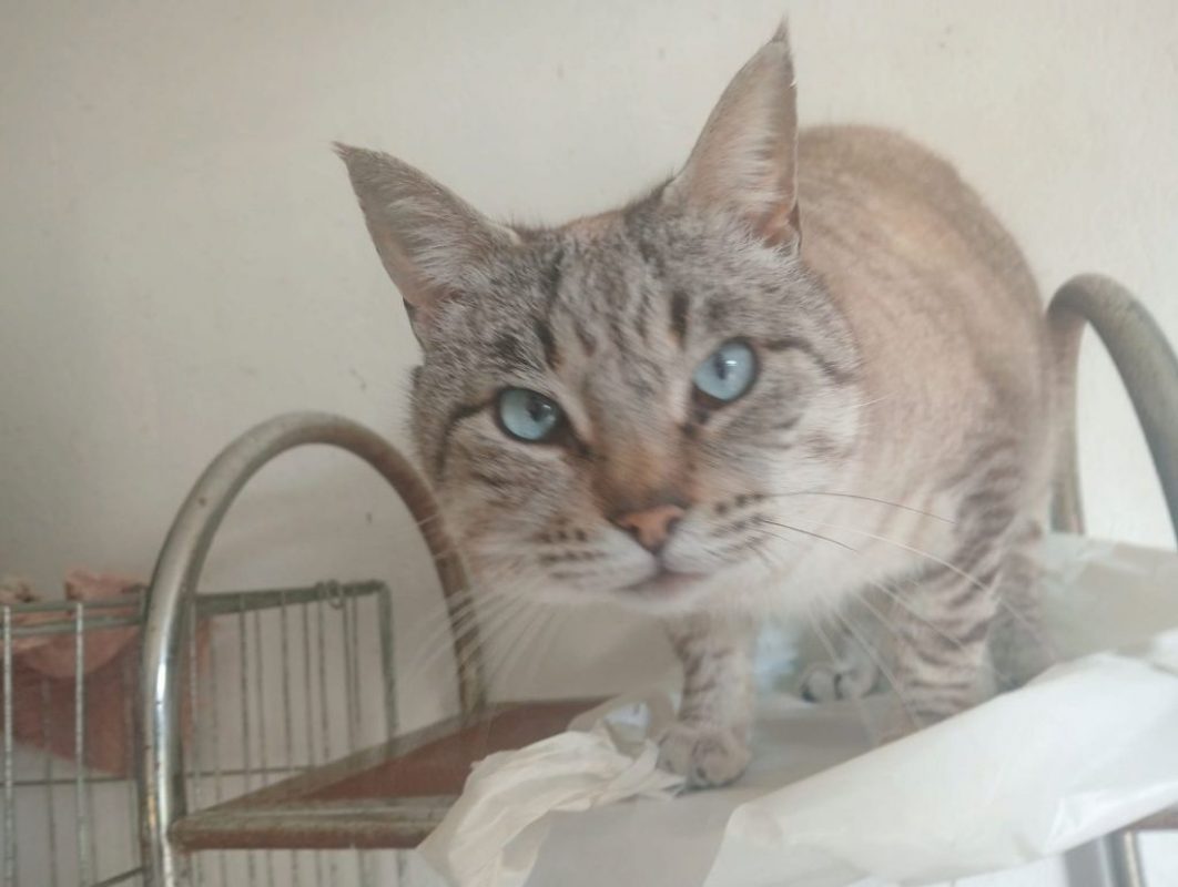 Simon - Chat à adopter