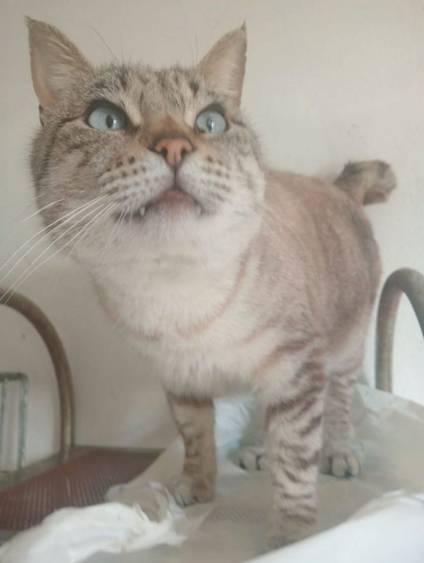 Simon - Chat à adopter - photo 3