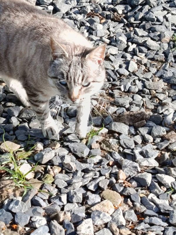 Simon - Chat à adopter - photo 9