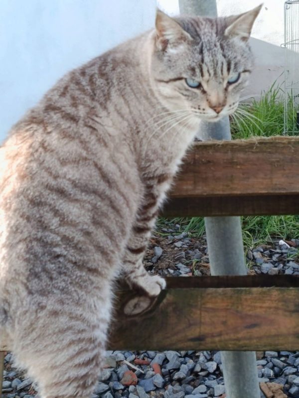 Simon - Chat à adopter - photo 4