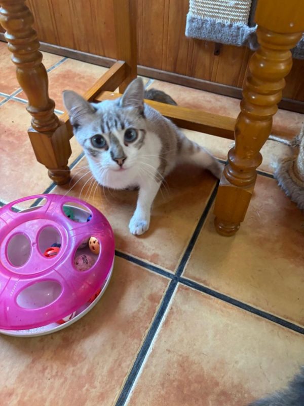 Adam et Neo - Chat à adopter - photo 6