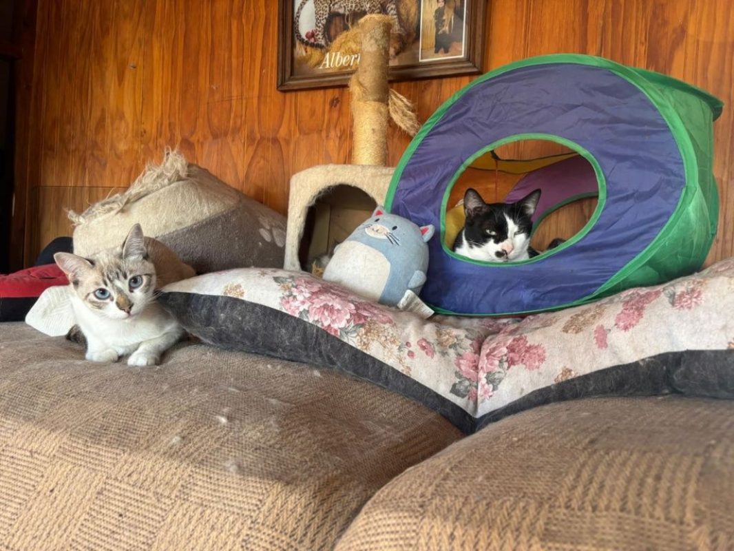Adam et Neo - Chat à adopter