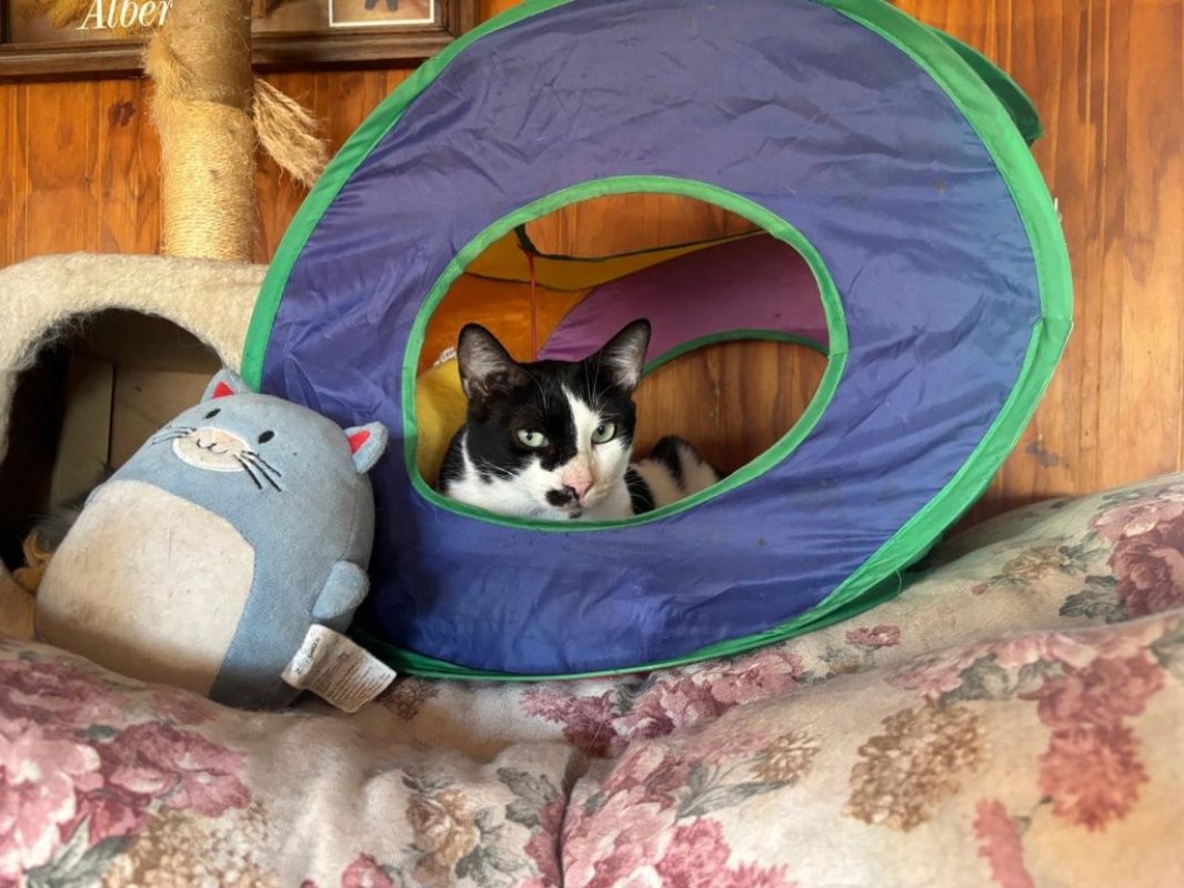 Adam et Neo - Chat à adopter - photo 2