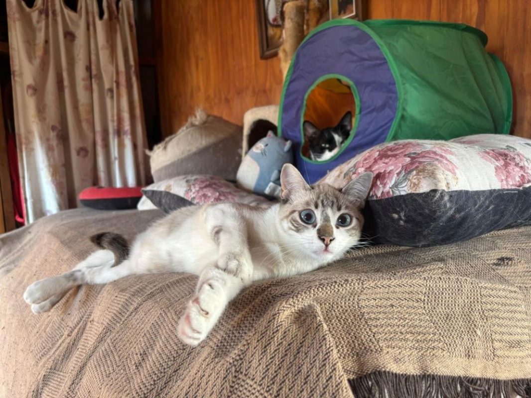 Adam et Neo - Chat à adopter - photo 4