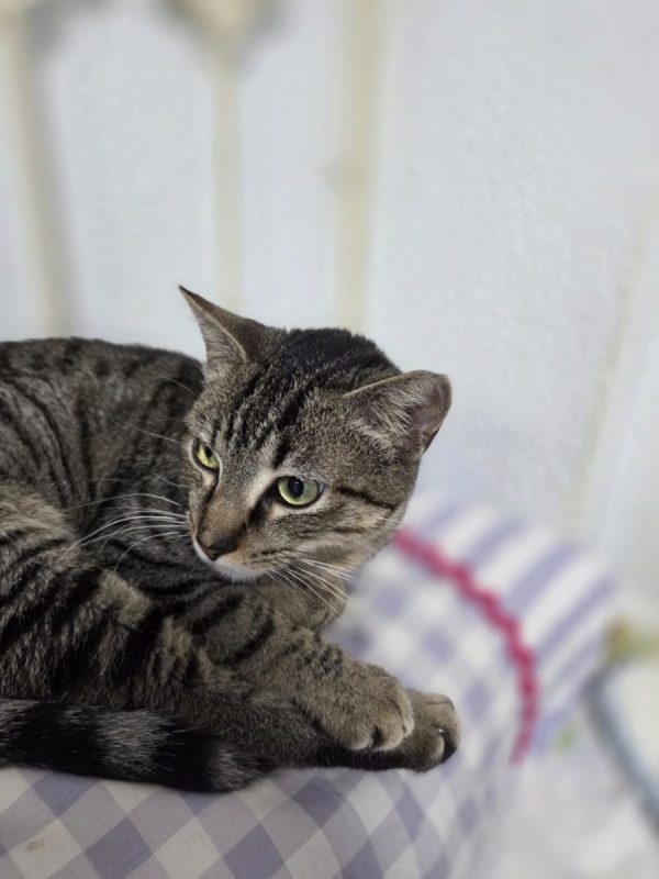 Xavi - Chat à adopter - photo 2
