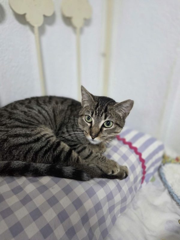 Xavi - Chat à adopter - photo 3