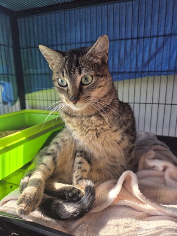 Xavi - Chat à adopter