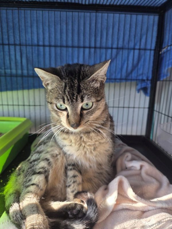 Xavi - Chat à adopter - photo 6