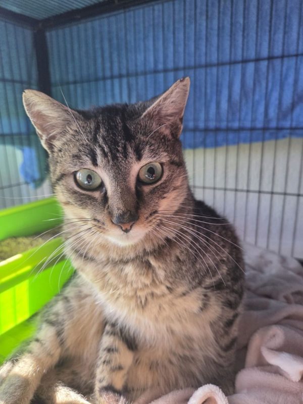 Xavi - Chat à adopter - photo 5