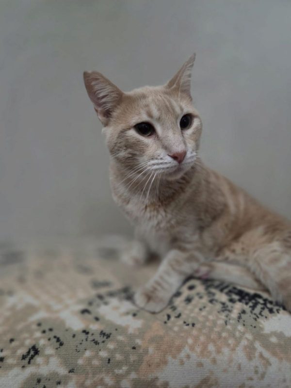 Jerez - Chat à adopter - photo 3