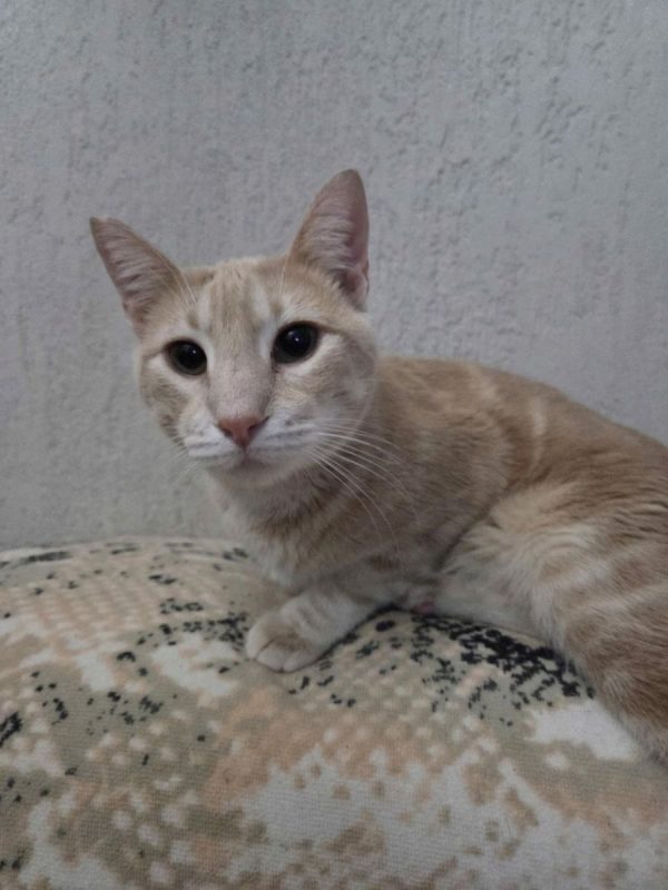 Jerez - Chat à adopter
