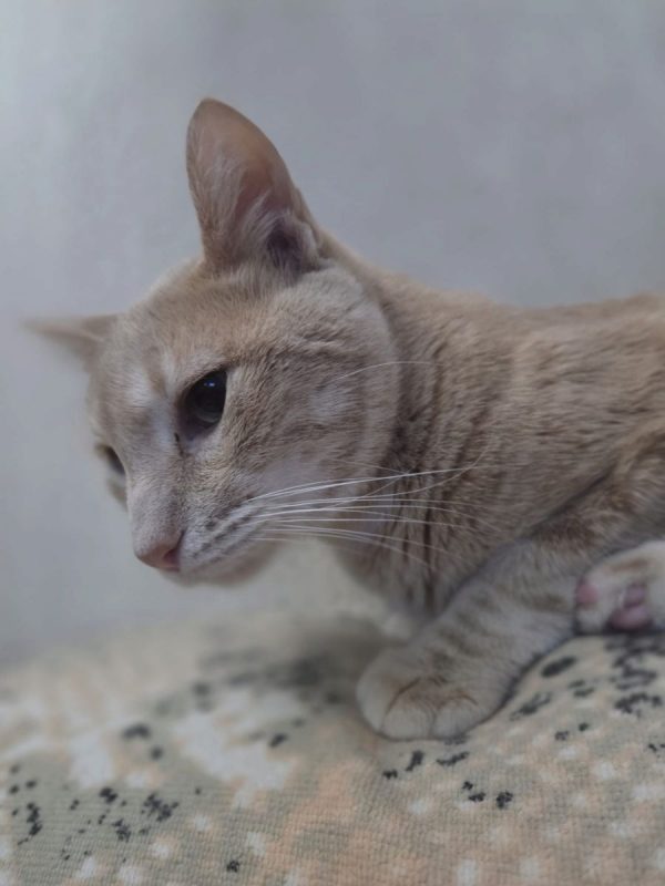 Jerez - Chat à adopter - photo 2