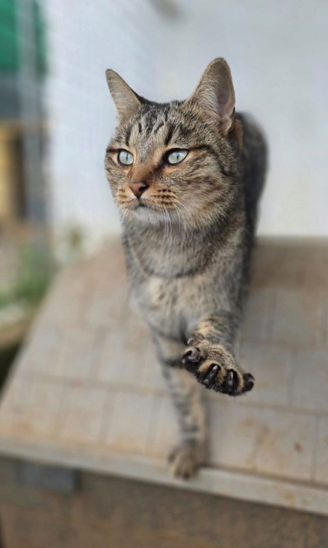 Toni - Chat à adopter - photo 2