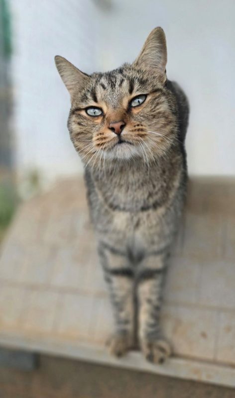 Toni - Chat à adopter