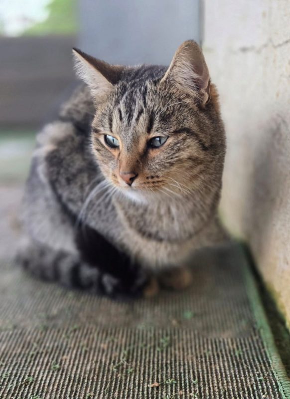 Toni - Chat à adopter - photo 4