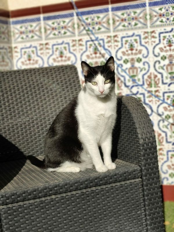 Medi - Chat à adopter - photo 3
