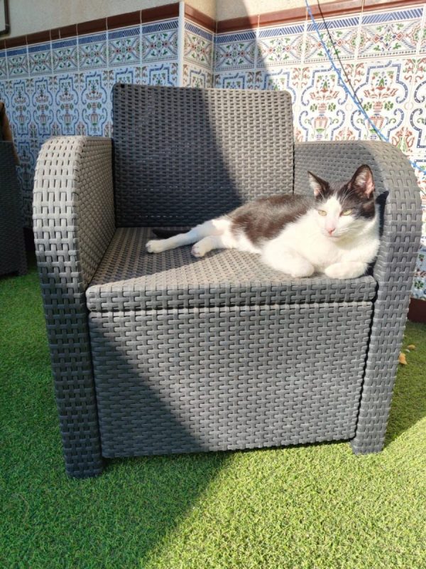 Medi - Chat à adopter - photo 7
