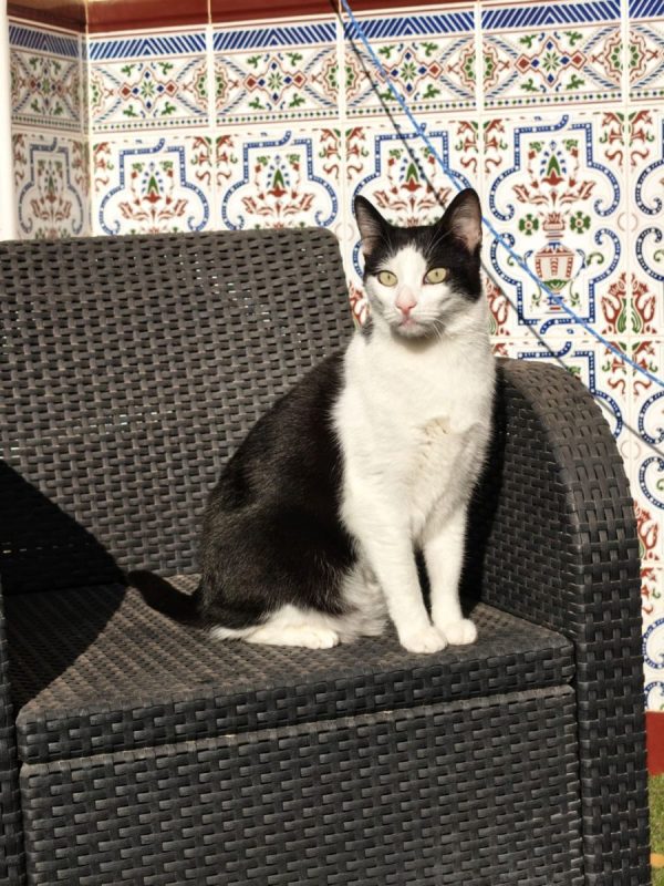 Medi - Chat à adopter