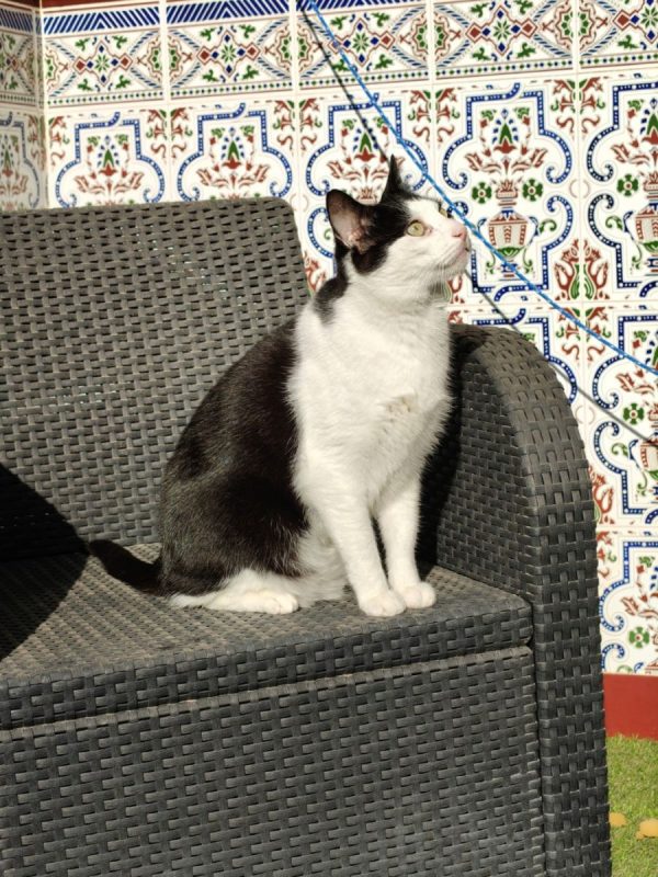 Medi - Chat à adopter - photo 2