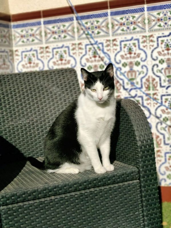 Medi - Chat à adopter - photo 5