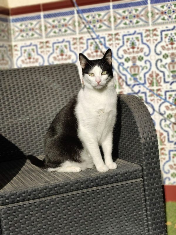 Medi - Chat à adopter - photo 6
