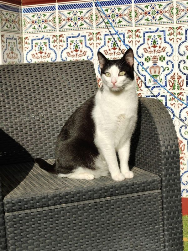 Medi - Chat à adopter - photo 4