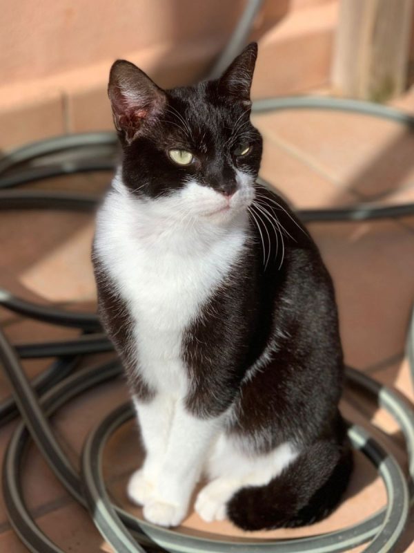 Ken - Chat à adopter