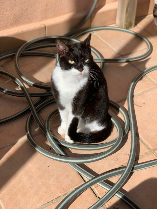 Ken - Chat à adopter - photo 4