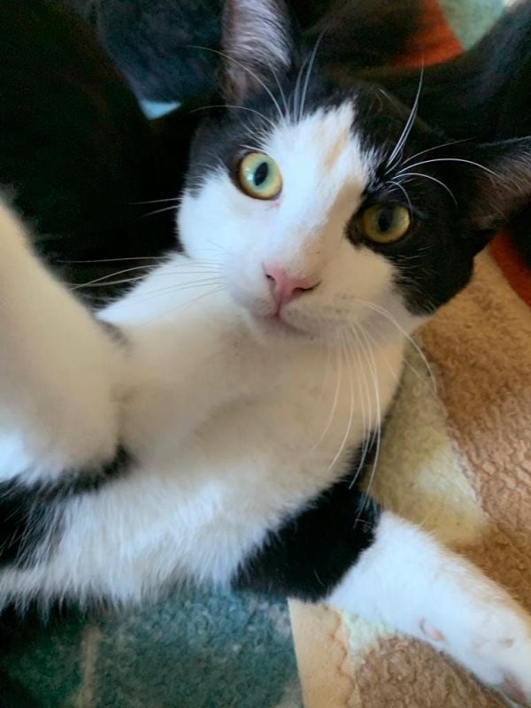 Harry - Chat à adopter - photo 2
