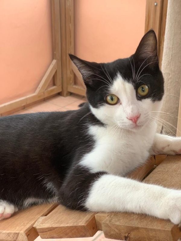 Harry - Chat à adopter - photo 3