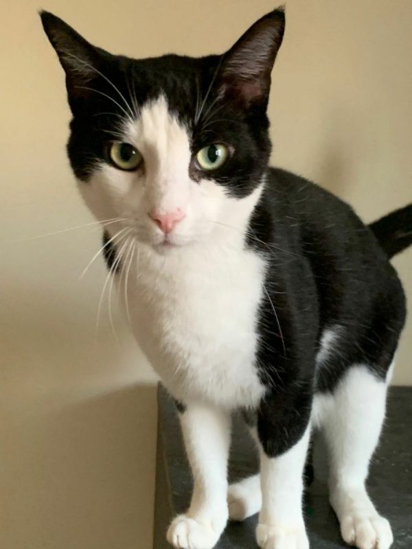 Harry - Chat à adopter