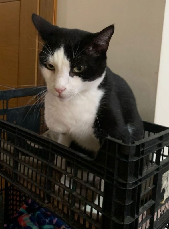 Harry - Chat à adopter - photo 4