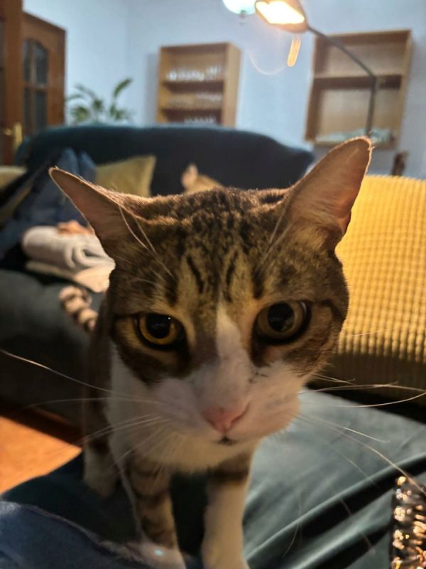 Mickey - Chat à adopter