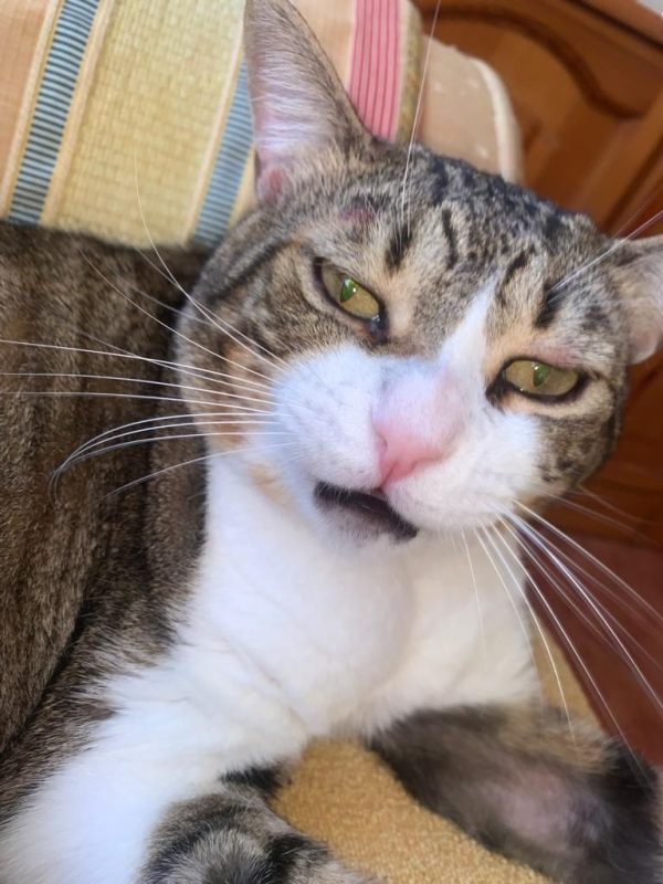 Mickey - Chat à adopter - photo 4