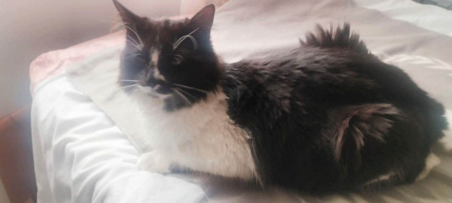 Eros - Chat à adopter - photo 8