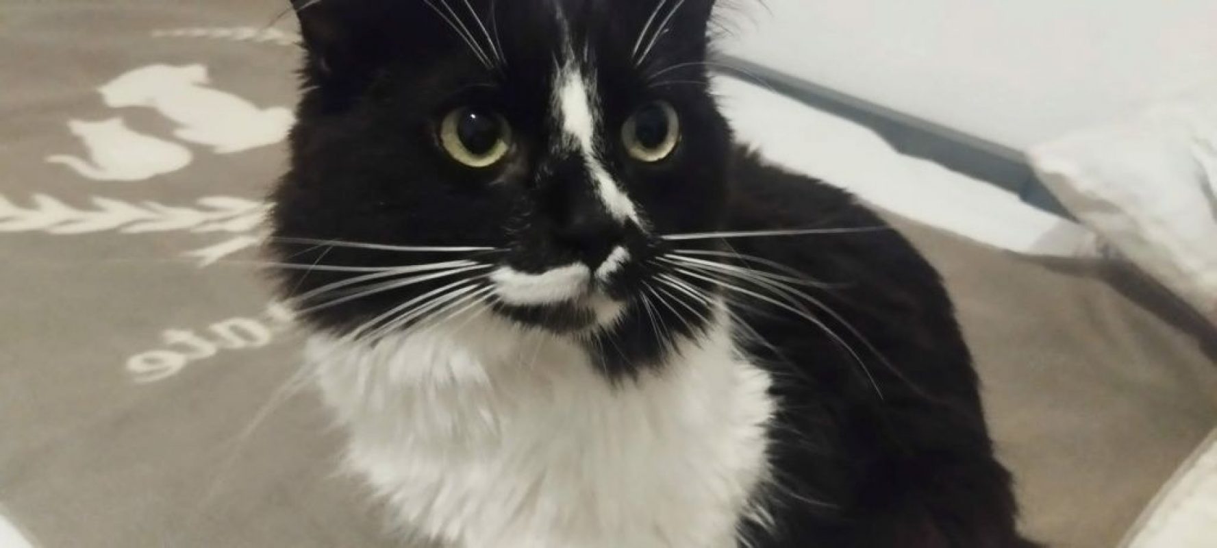 Eros - Chat à adopter - photo 5