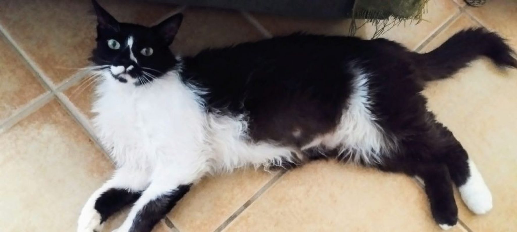 Eros - Chat à adopter - photo 7