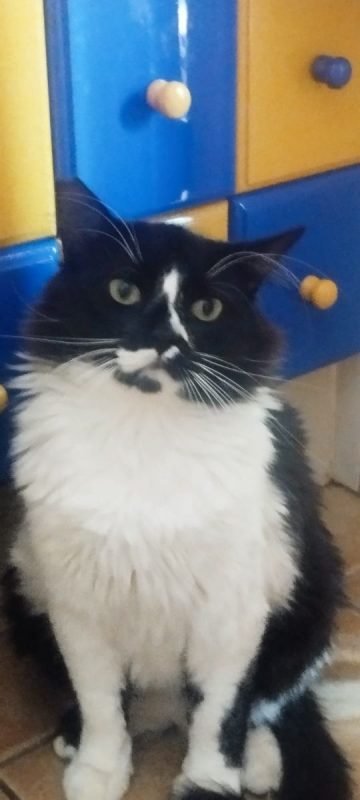 Eros - Chat à adopter