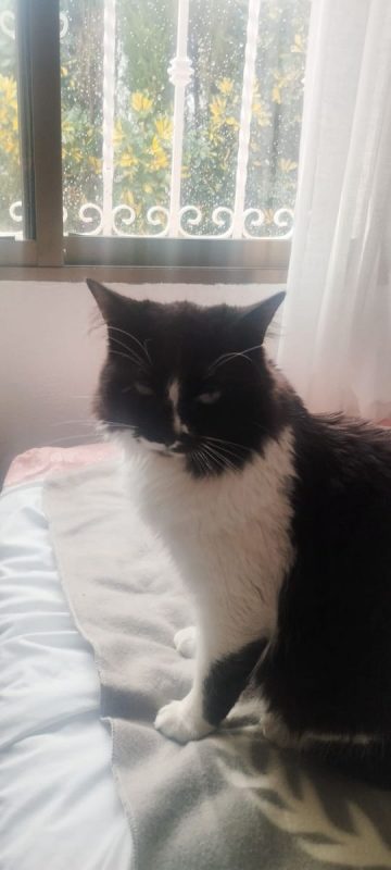 Eros - Chat à adopter - photo 6