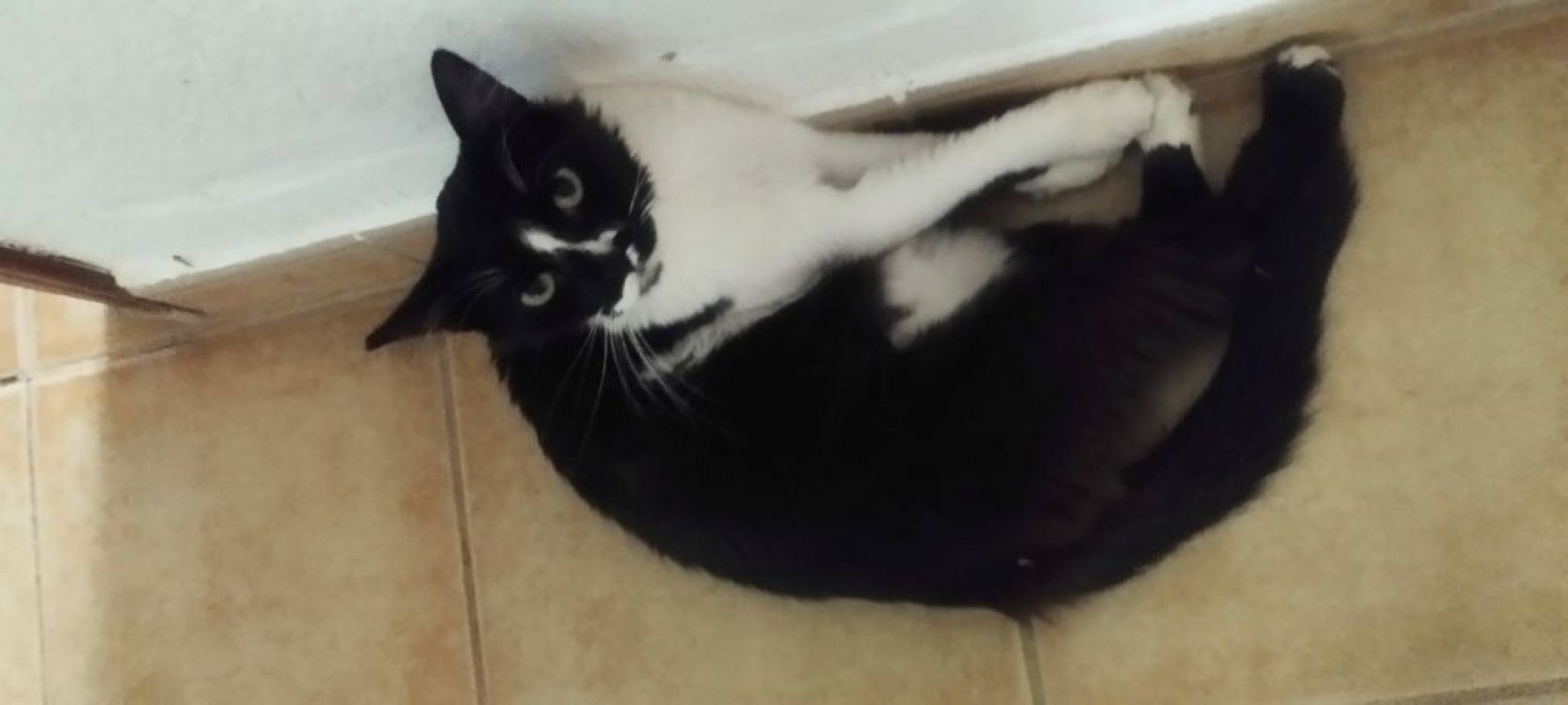Eros - Chat à adopter - photo 2