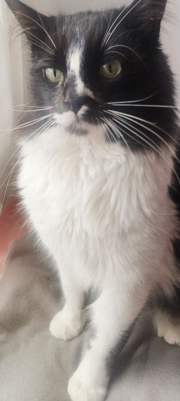 Eros - Chat à adopter - photo 9