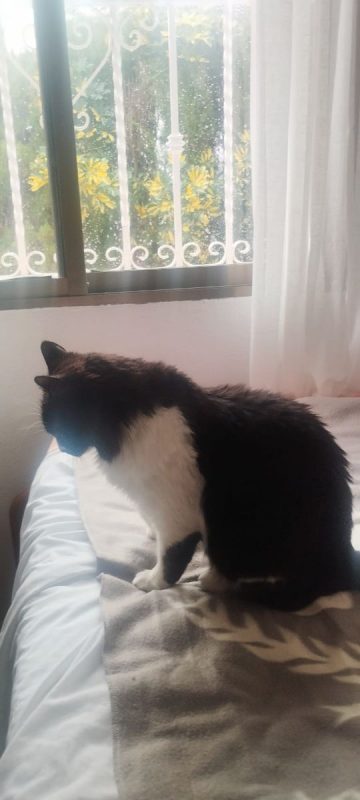 Eros - Chat à adopter - photo 4
