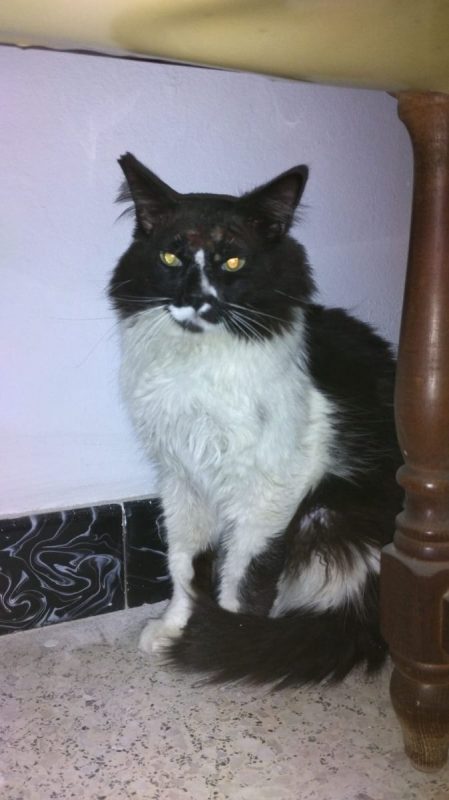 Eros - Chat à adopter - photo 3
