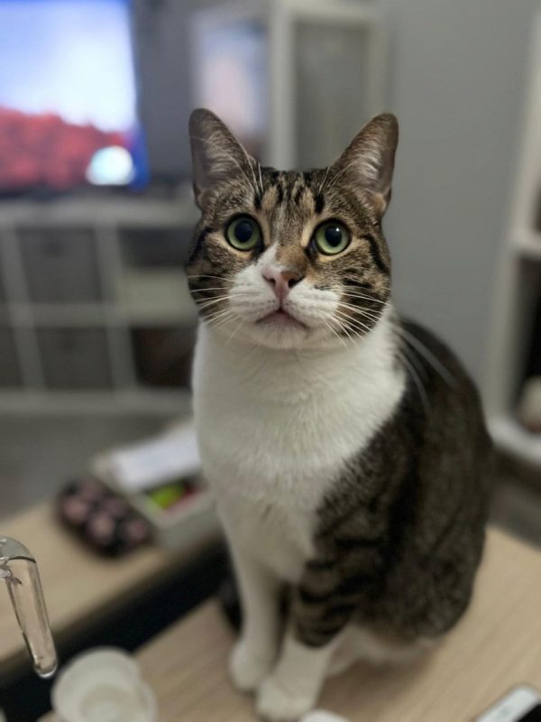 Simba - Chat à adopter - photo 2