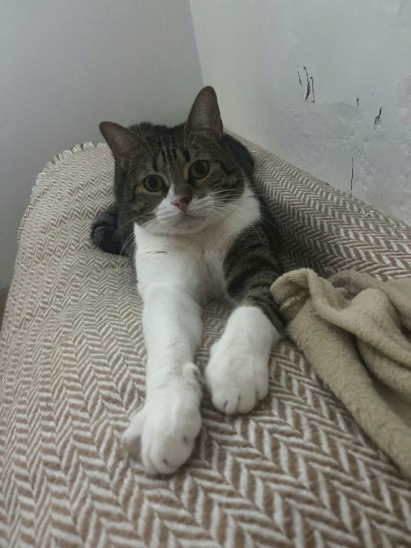 Simba - Chat à adopter - photo 5