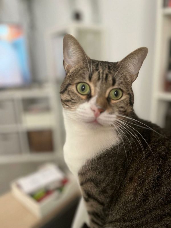 Simba - Chat à adopter - photo 3