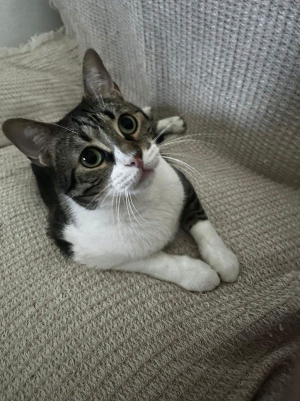 Simba - Chat à adopter