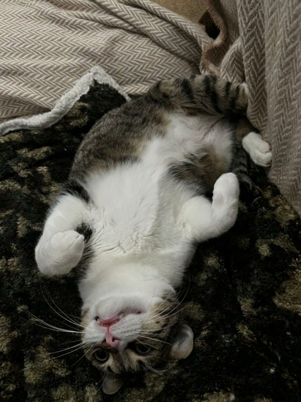Simba - Chat à adopter - photo 4