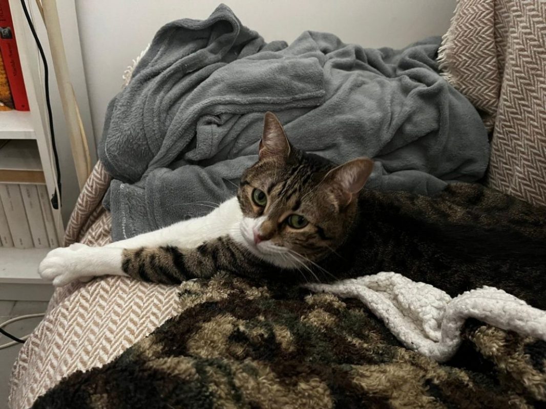 Simba - Chat à adopter - photo 6