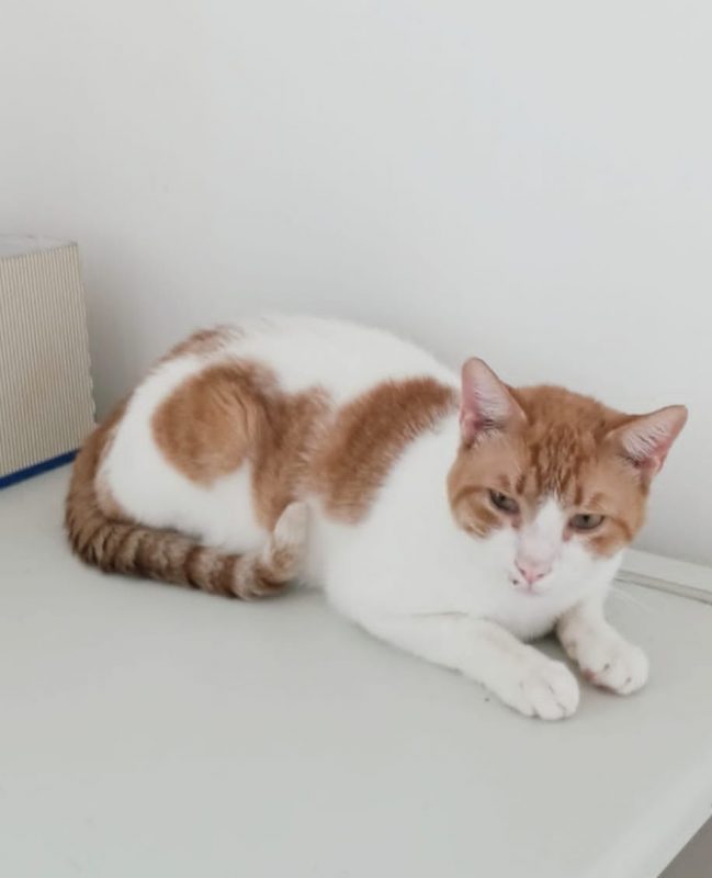 Oscar (roux et blanc) - Chat à adopter - photo 3